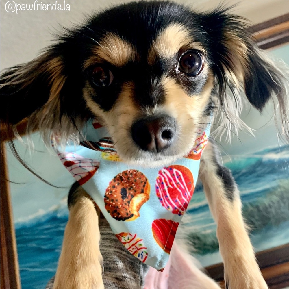 Dog/cat bandana bib